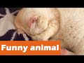 Pitiful Cat Learn To Speak Even Play Tai Chi Magical Animal