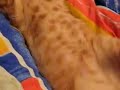 Tierno Gato durmiendo la siesta