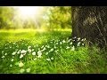 Ah Spring, by Chris Thile. Audio recording