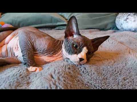 Sphynx Sphinx kittens cat(can deliver) - Image 2