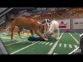 Puppy Bowl IX: A Year of Excessive Cuteness.