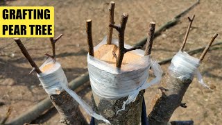 Download lagu Grafting a pear tree | how to graft pear tree mp3 Download lagu Grafting a pear tree | how to graft pear tree mp3