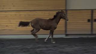 Video koně Delphi WT