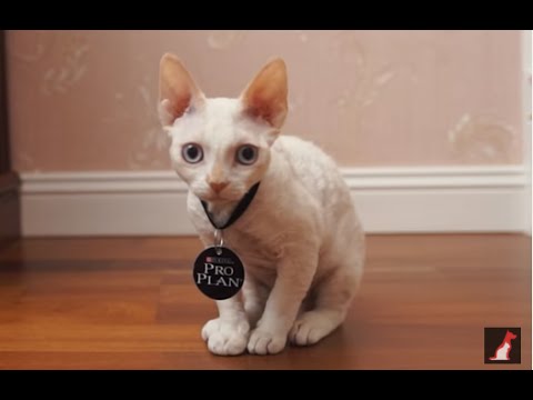 Сухой корм PRO PLAN Sterilised Kitten <1 для котят после стерилизации, с лососем 1,5 кг (7613037684070) - фото 1 - id-p1689088329