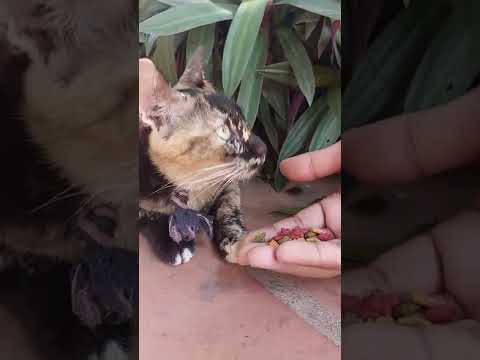 Cute stray cat not eat food