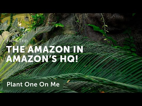 Amazon Spheres Tour: Part I — Ep 151