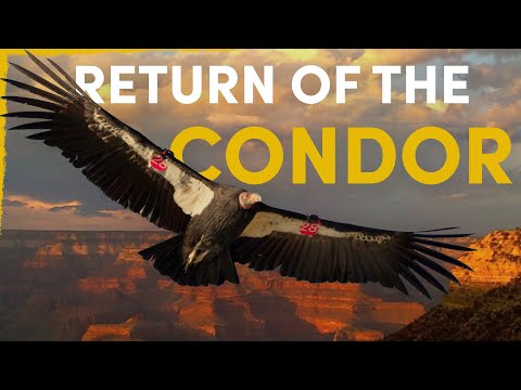 How the Condor Is Reclaiming Its Place in American Wilderness