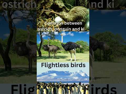 Common between ostrich, penguin and kiwi??? #animalia  #biologyshorts #birds
