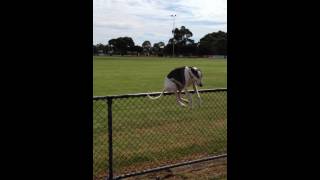 Whippet hops over fence