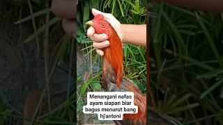 Download lagu Cara merawat ayam bangkok agar nafasnya panjang ❗ayam bangkok istimewa #shortvideo #fypyoutube #fyp mp3