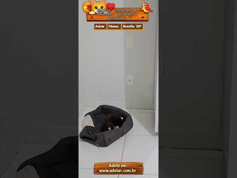 Vídeo de Mamãe (castrada) e filhinhas (castração garantida)