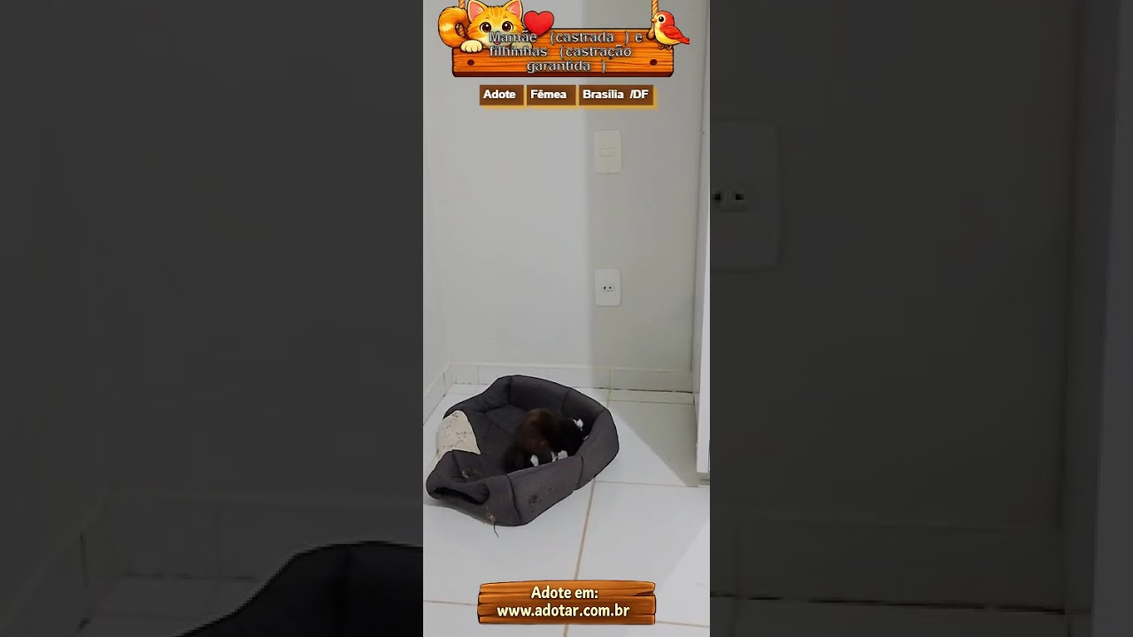 Gato raça SRD-ViraLata idade 2 a 6 meses nome Mamãe (castrada) e filhinhas (castração garantida)