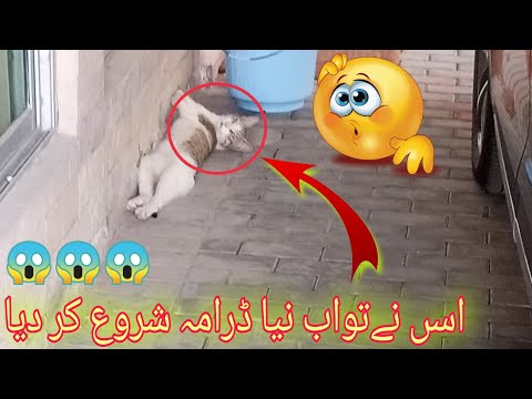Cat in Rest || funny cat || Malik Jahangir official