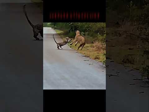 lion vs leopard #trending #animals #wildlife #youtubeshorts #youtube#shorts#leopard#lion#short