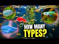 Types Of Rainbow Fish Discover The Top 15 Varieties