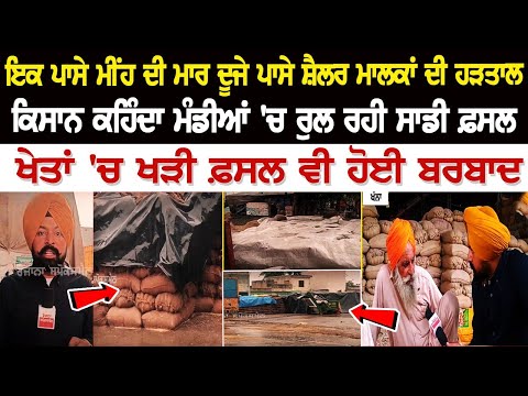 ਇਕ ਪਾਸੇ Rain ਦੀ ਮਾਰ ਦੂਜੇ ਪਾਸੇ ਸ਼ੈਲਰ ਮਾਲਕਾਂ ਦੀ ਹੜਤਾਲ, Farmer's ਕਹਿੰਦਾ ਮੰਡੀਆਂ 'ਚ ਰੁਲ ਰਹੀ ਸਾਡੀ ਫ਼ਸਲ