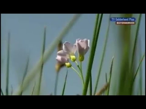 BuitenGewoon 5 juni 2008