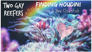 Finding Houdini - Pairing A New Clownfish