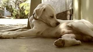 Rhapsody - Virgin Skies (Videoclip Canino)