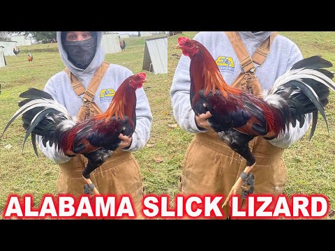 Alabama Nice Birds Slick Lizard Farm | Connor Adkins | Jerry Adkins