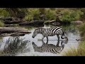 The Great Zebra Migration Mating National Geographic Full Documentary HD