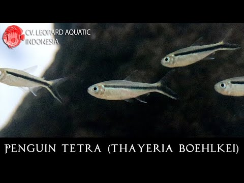 Tetra tučniak (Thayeria boehlkei) — species profil, akvárium a starostlivosť
