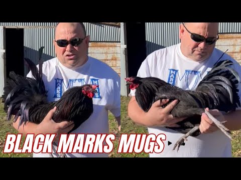 Beautiful Black Chicken John Anthony Marks Mugs Farm Texas Farm Visit