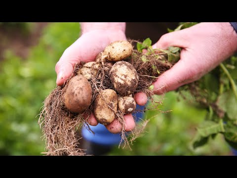Jersey Royal Potatoes, Organic (500g)