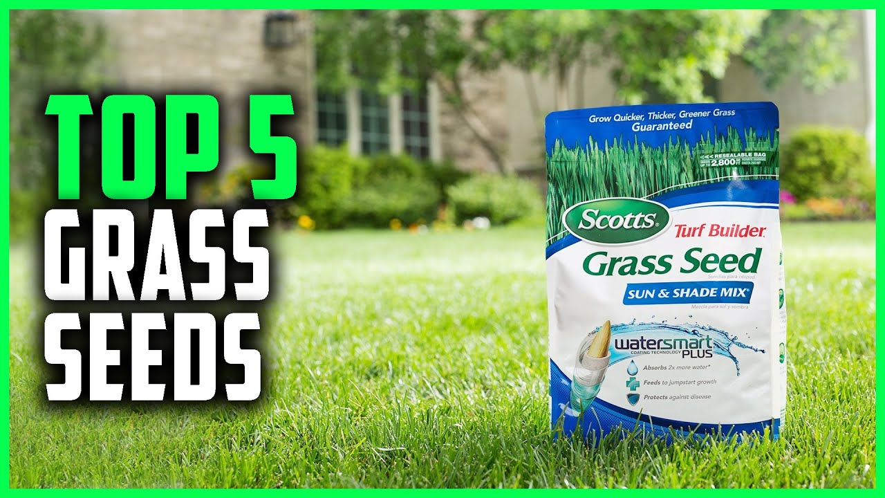 Best Grass Seeds 2021 | Top 5 Grass Seeds Review