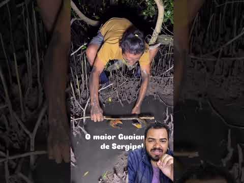 Maior Guaiamum do Brasil encontrado no Nordeste #dicadodia #truques #peixe #pescaria #facavocemesmo