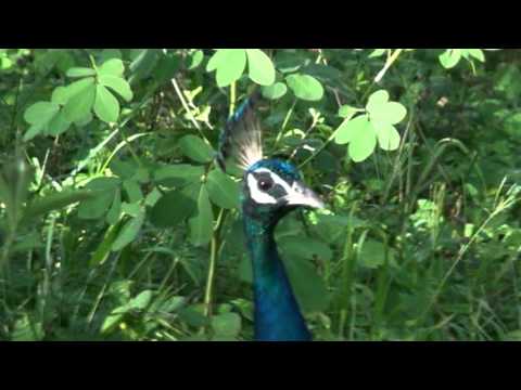 Peacock Mudumalai 2