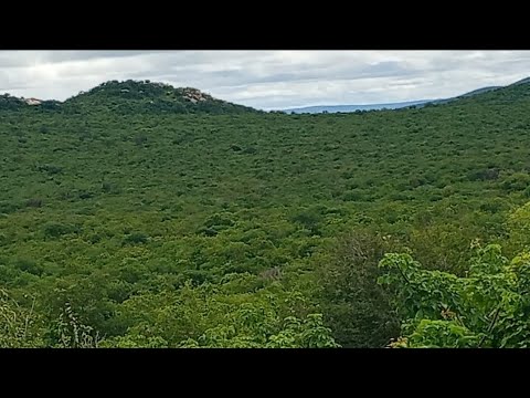 Mostrando a serra do algodão de Jandaíra 