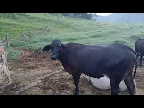 ITAMONTE MINAS GERAIS 