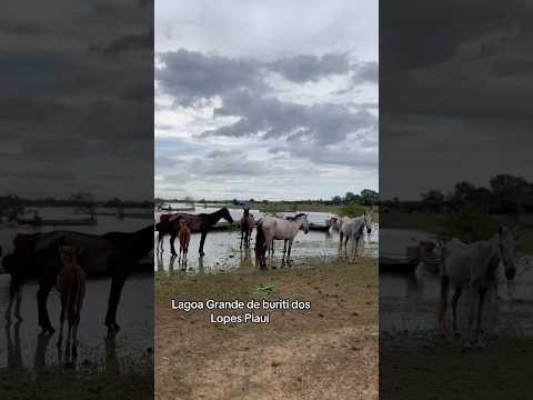 Cavalos na lagoa grande do buriti dos Lopes Piauí