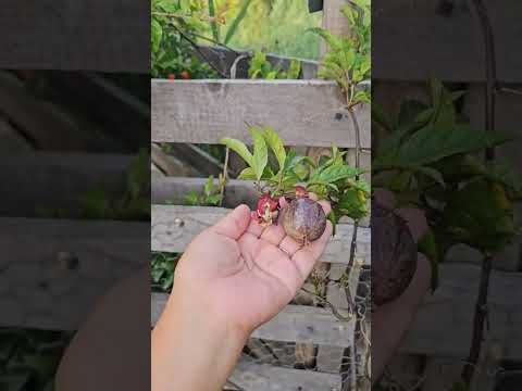 A venit cu puișorii rățușca sălbatică ☺️#ogradadelamediterană #animale #natura