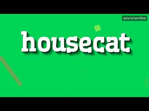 HOUSECAT - How to pronounce it?