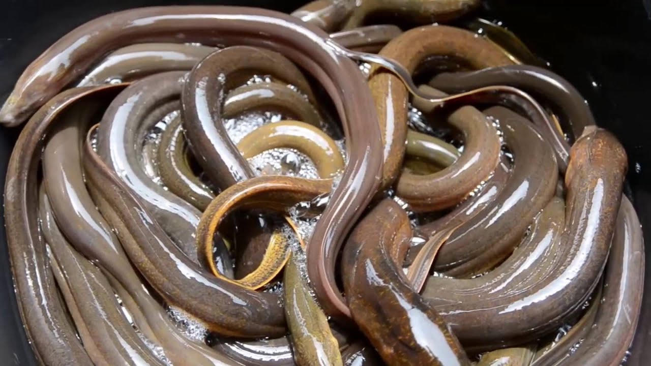 Eel Passage Research Center