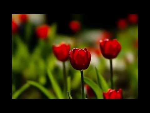 Some of India Most Beautiful Flowers