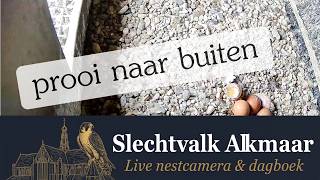 De Groenpootruiter moet eruit