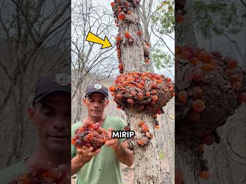 Gila! Pohon ini ngeluarin bola kristal kayak madu! 🤯 #shorts