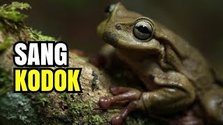 Download lagu 🐸 SANG KODOK e e e sang kodok | Lagu Anak mp3