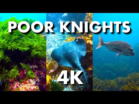 Best dive site in the world | New Zealand