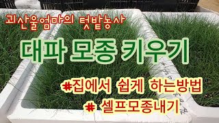 @대파 키우는 방법 [모종키우기] : 씨앗 파종 후 관리