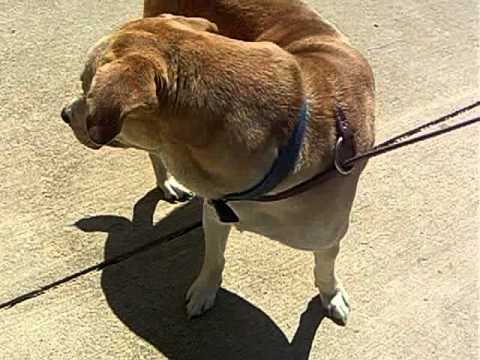 Rebel, an adopted Labrador Retriever Mix in Mansfield, OH_image-1