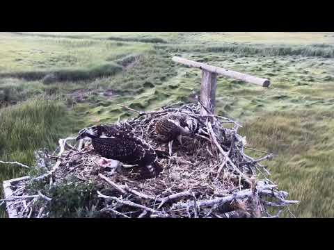 7/27/22 ~ CAPE COD OSPREY.....SIBLING FIGHT FOR THE FISH