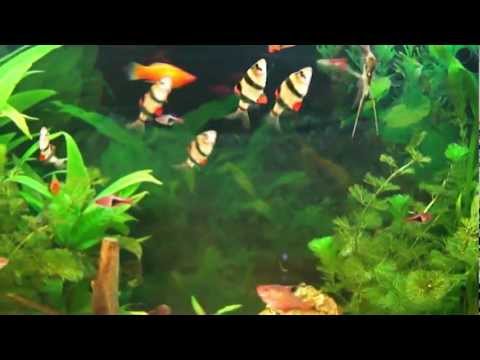 comment monter un aquarium d'eau douce