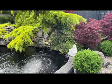 Koi pond