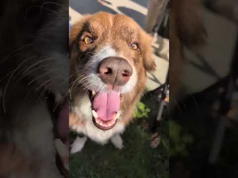 DOGS SMILING... THAT'S ALL #happydog #doglove #pets