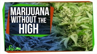 CBD: Marijuana Without the High