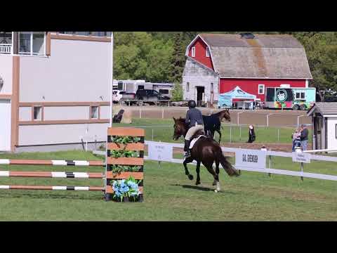 Portia EF young horse class